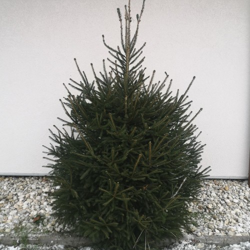 Paprastoji Eglė (Picea abies)