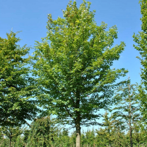 Klevas sidabruotasis (Acer freemanii) 'CELEBRATION'