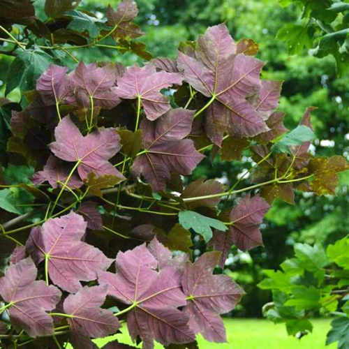 Klevas platanalapis (Acer pseudoplatanus) 'ATROPURPUREUM'