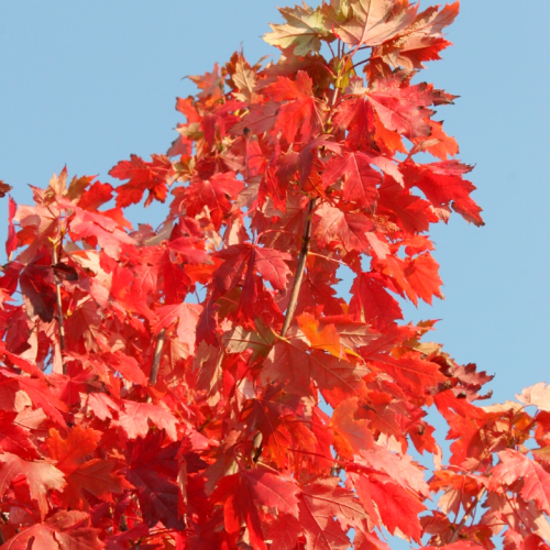 Klevas raudonasis (Acer rubrum) 'AUTUMN FLAME'