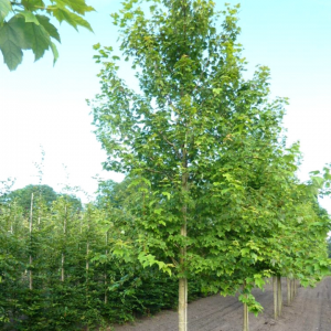 Klevas raudonasis (Acer rubrum) 'SCANLON'