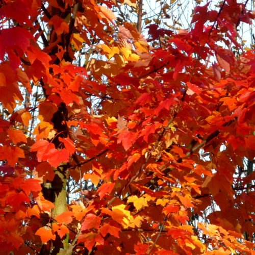 Klevas raudonasis (Acer rubrum) 'SCANLON'