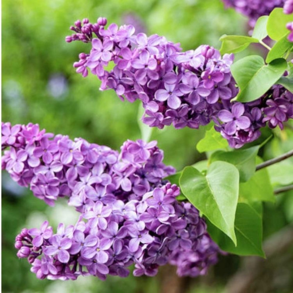 Alyva paprastoji alyvinė (Syringa vulgaris sp. lavender)