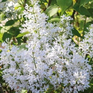 Alyva paprastoji balta (Syringa vulgaris sp. white)