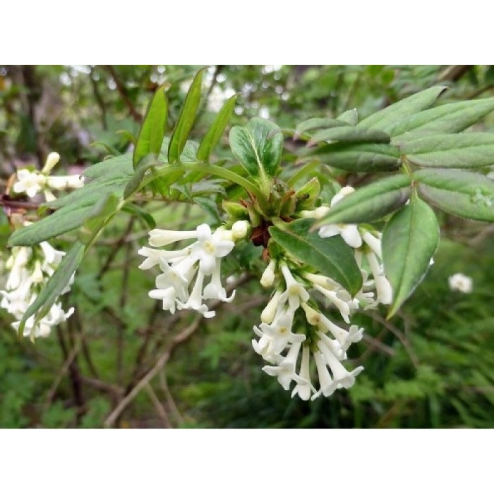 Alyva (Syringa pinnatifolia)