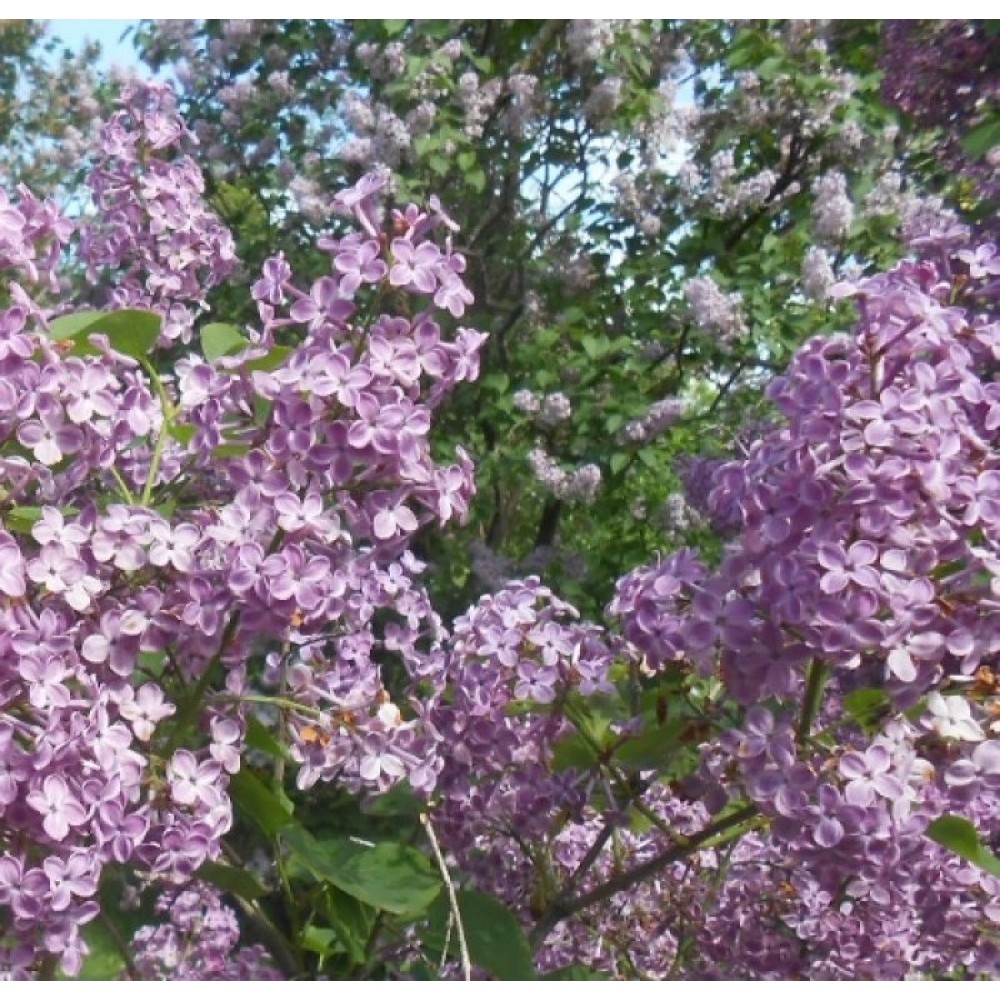 Alyva hiacintinė (Syringa x hyacinthiflora) 'POCAHONTAS'