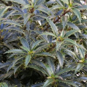 Bugienis dygialapis (Ilex aquifolium) 'HECKENZWERG'®
