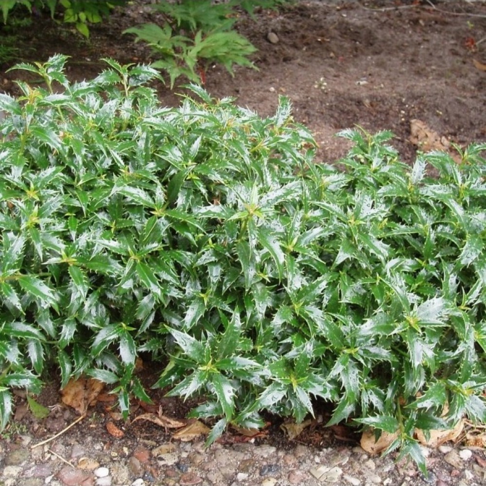 Bugienis dygialapis (Ilex aquifolium) 'HECKENZWERG'®