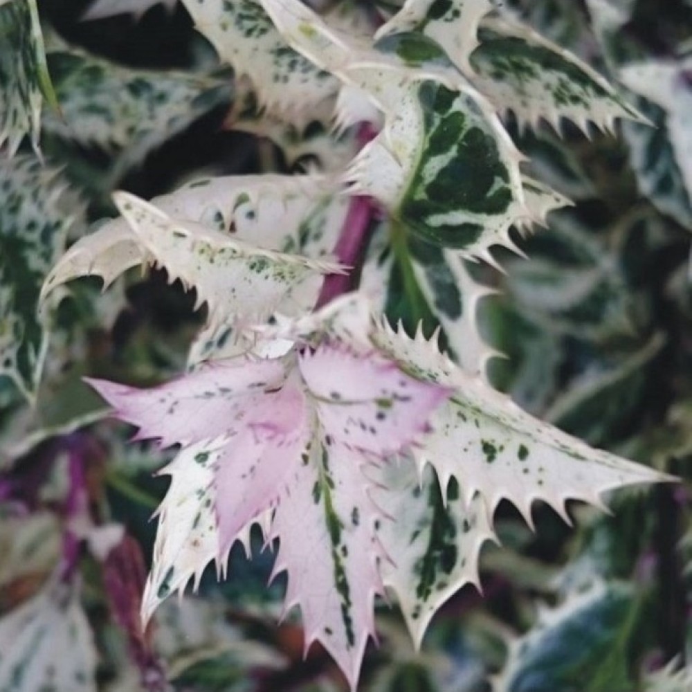 Bugienis dygialapis (Ilex aquifolium) 'INGRAMII'