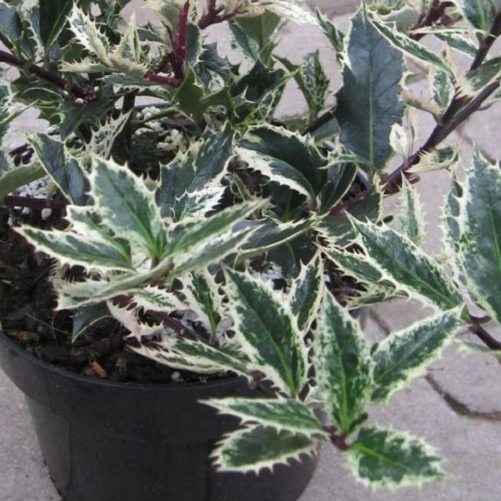 Bugienis dygialapis (Ilex aquifolium) 'INGRAMII'