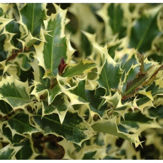 Bugienis dygialapis (Ilex aquifolium) 'MADAME BRIOT'