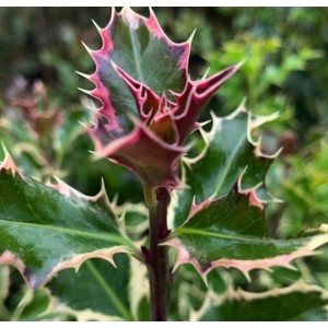 Bugienis dygialapis (Ilex aquifolium) 'SILVER QUEEN'