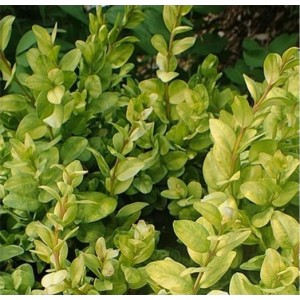 Buksmedis paprastasis (Buxus sempervirens) 'LATIFOLIA MACULATA'