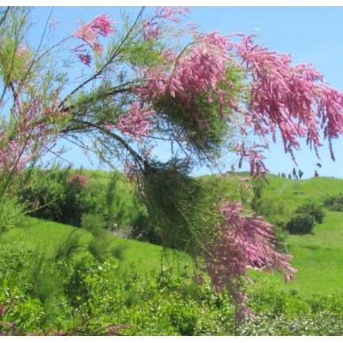 Eglūnas šakotasis (Tamarix ramosissima) 'RUBRA'
