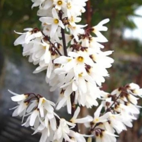 Forsitija baltoji (Abeliophyllum distichum)