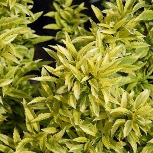 Forsitija žalioji (Forsythia viridissima) CITRUS SWIZZLE 'MCK CITRINE'