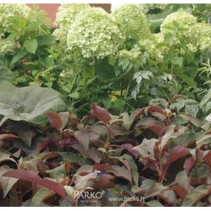 Hortenzija šluotelinė (Hydrangea paniculata) 'LIMELIGHT'®