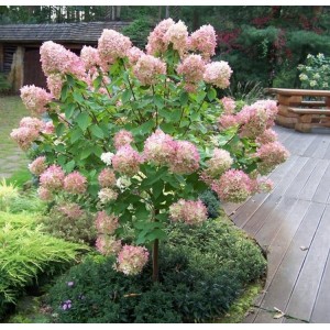Hortenzija šluotelinė (Hydrangea paniculata) 'LIMELIGHT'®