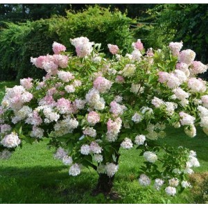 Hortenzija šluotelinė (Hydrangea paniculata) 'PHANTOM'