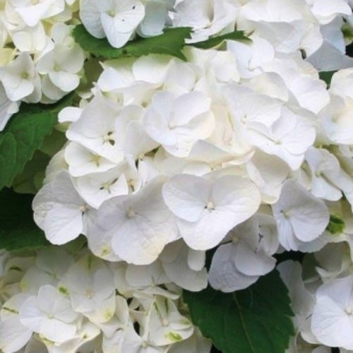 Hortenzija didžialapė (Hydrangea macrophylla) FOREVER AND EVER® 'WHITE'