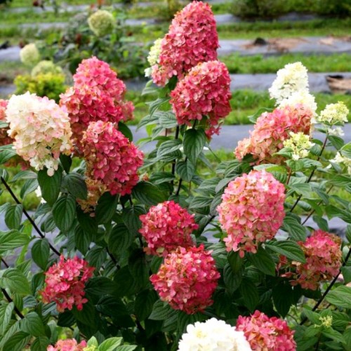 Hortenzija šluotelinė (Hydrangea paniculata) MAGICAL CANDLE®