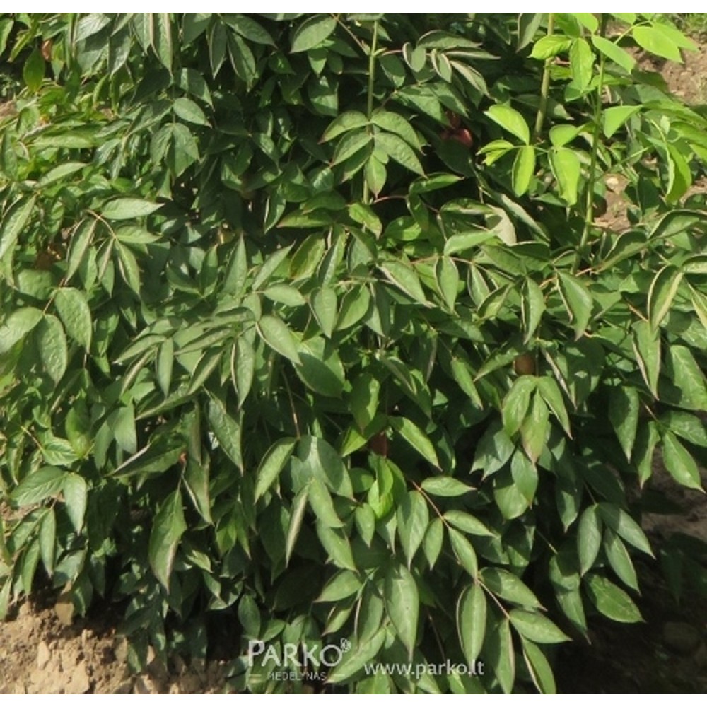 Lekėčius plunksnalapis (Staphylea pinnata)