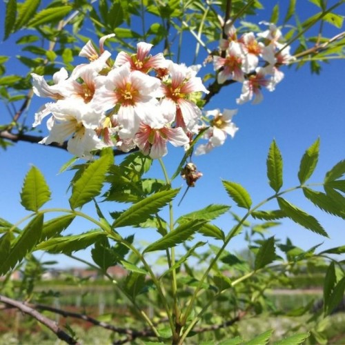 Geltonragis šemukšnialapis (Xanthoceras sorbifolium)