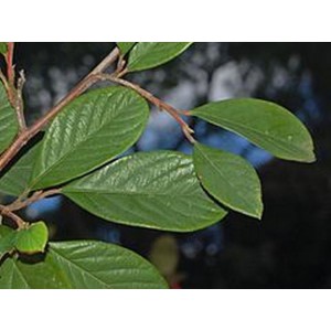 Kaulenis (Cotoneaster lamprofolius)