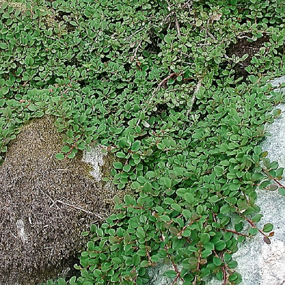 Kaulenis smulkialapis (Cotoneaster microphyllus)