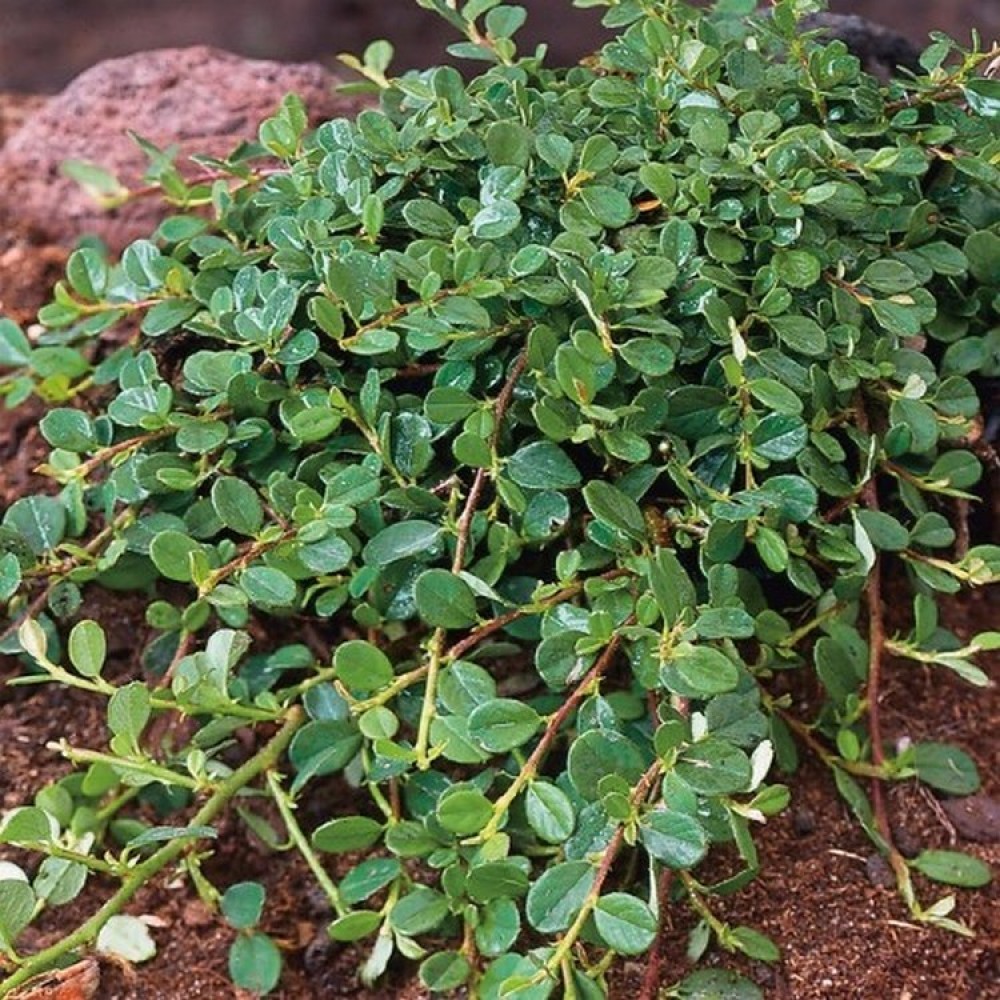 Kaulenis Damerio (Cotoneaster dammeri) 'MAJOR'