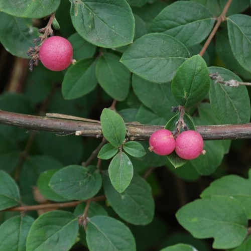 Meškytė (Symphoricarpos × doorenbosii) 