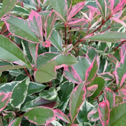 Sedula pražangialapė (Cornus alternifolia) 'Pinky Spot‘