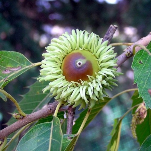Ąžuolas (Quercus acutissima)