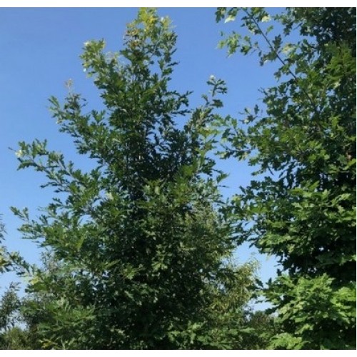 Ąžuolas baltasis (Quercus alba)