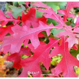 Ąžuolas Teksaso raudonasis (Quercus buckleyi) 