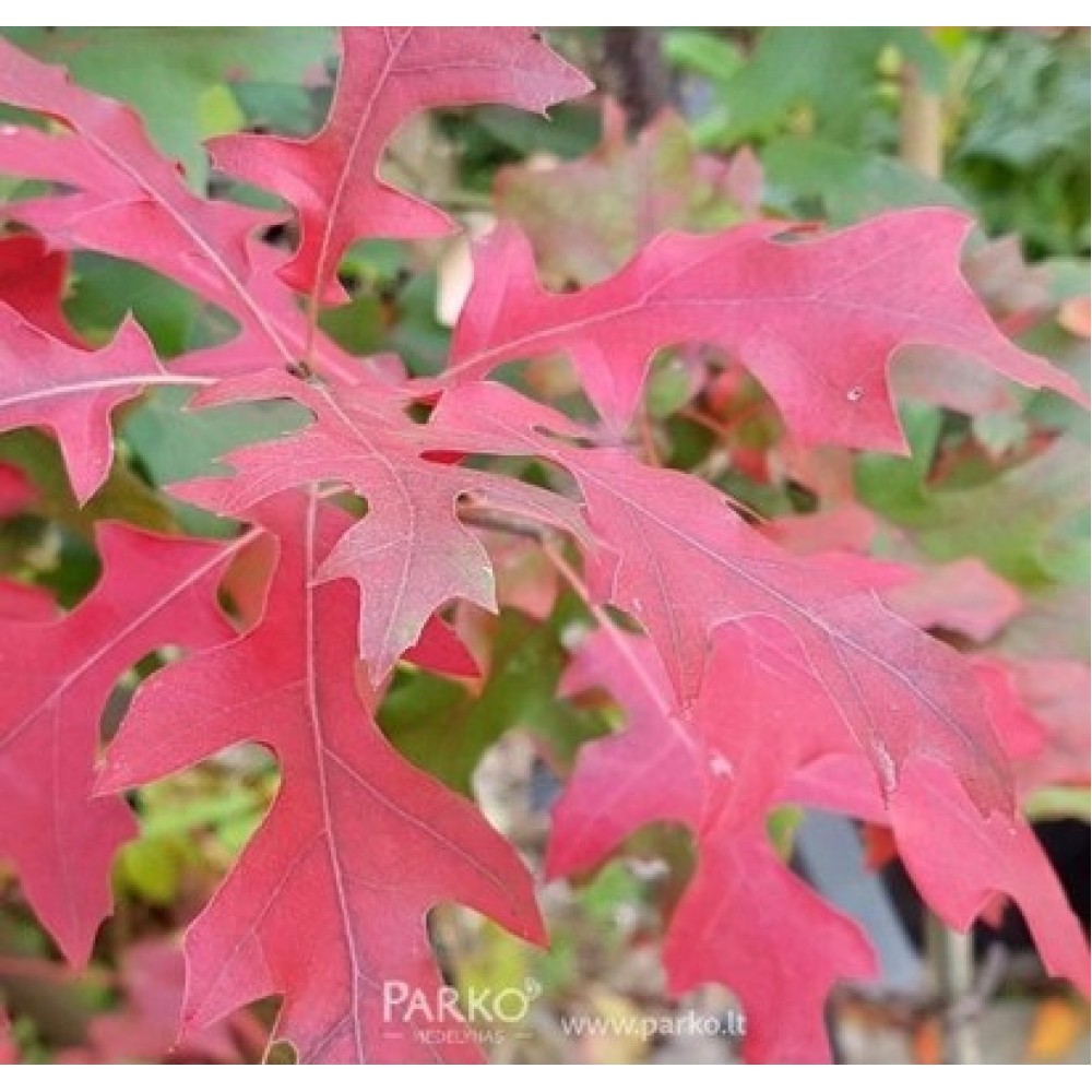 Ąžuolas Teksaso raudonasis (Quercus buckleyi) 
