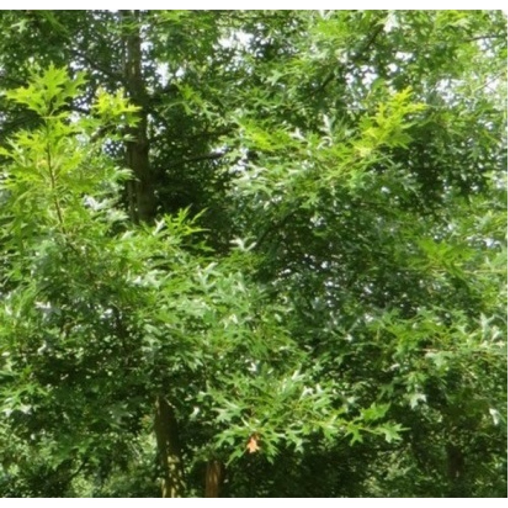 Ąžuolas purpurinis (Quercus coccinea)