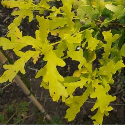Ąžuolas paprastasis (Quercus robur) 'CONCORDIA'