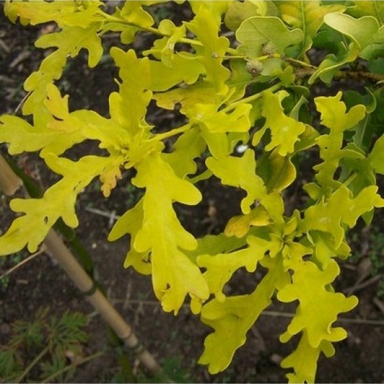 Ąžuolas paprastasis (Quercus robur) 'CONCORDIA'