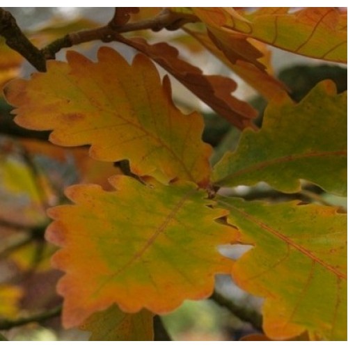 Ąžuolas dantytasis (Quercus dentata)