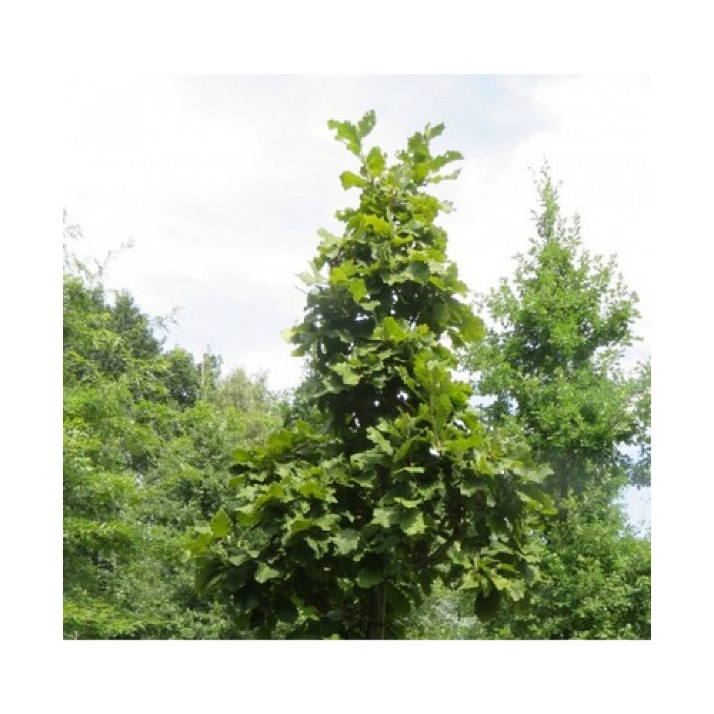 Ąžuolas dantytasis (Quercus dentata)