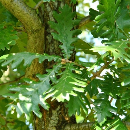 Ąžuolas (Quercus frainetto)