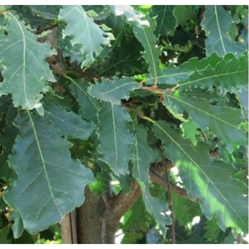 Ąžuolas (Quercus) 'GARDEN BRILLIANT'