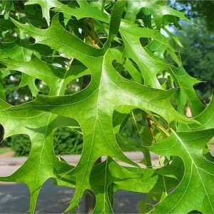 Ąžuolas pelkinis (Quercus palustris) 'GREEN PILLAR'