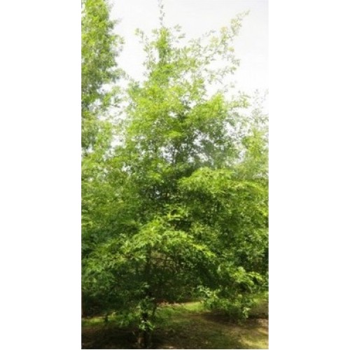 Ąžuolas pelkinis (Quercus palustris) 'GREEN PYRAMID' 