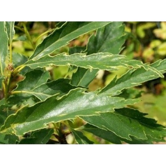 Ąžuolas bekotis (Quercus petraea) 'INSECATA'