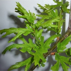 Ąžuolas paprastasis (Quercus robur) 'IRTHA'