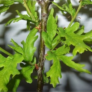 Ąžuolas paprastasis (Quercus robur) 'IRTHA'