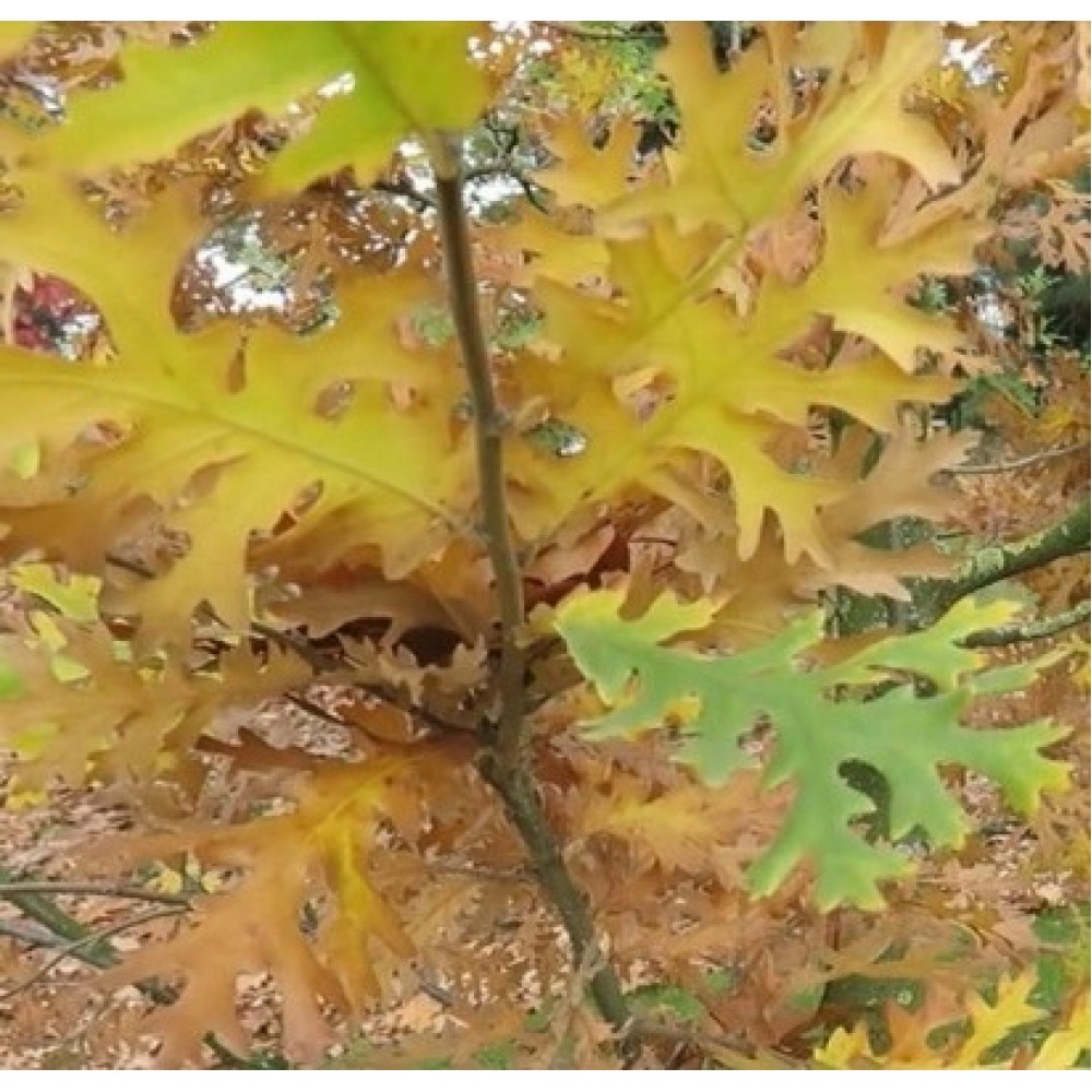 Ąžuolas burgundinis (Quercus cerris) 'LACINIATA'
