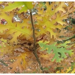 Ąžuolas burgundinis (Quercus cerris) 'LACINIATA'